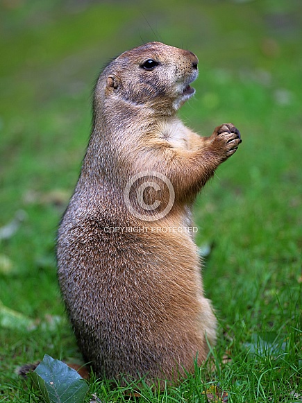 Black-tailed prairie dog Black-tailed prairie dog