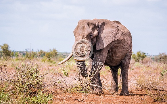 African Elephant (wild)
