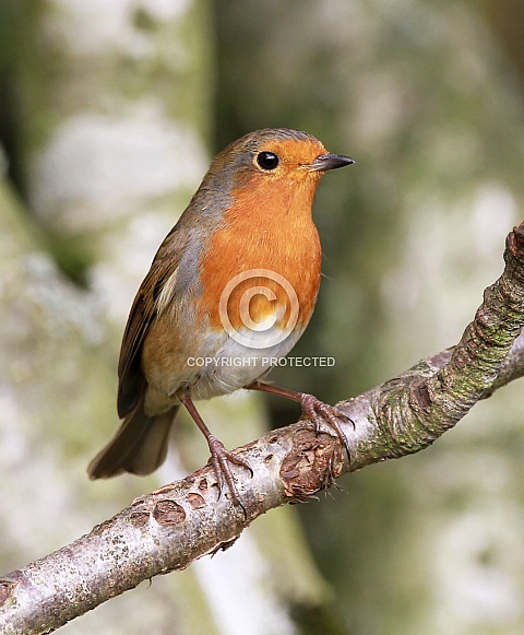 European Robin European Robin