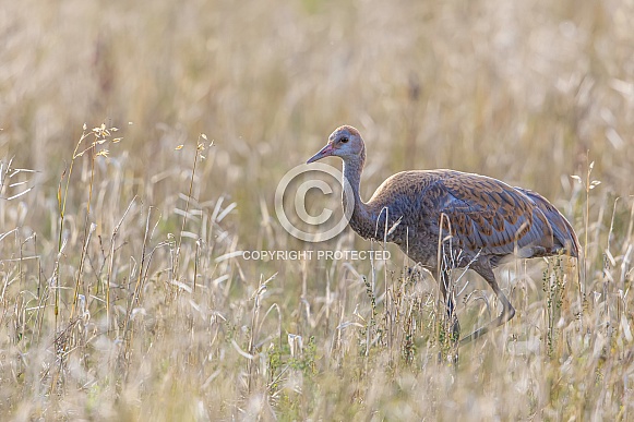 Juvenile Sandhill Crane in a Barley Field Juvenile Sandhill Crane in a Barley Field