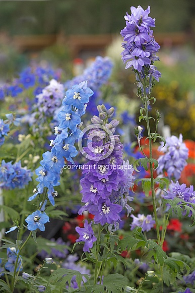 Delphinium Flowers Delphinium Flowers