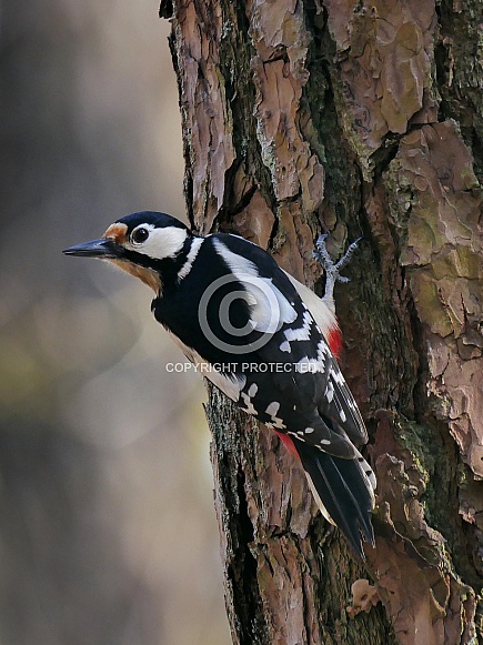 European Great Spotted Woodpecker