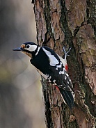 European Great Spotted Woodpecker
