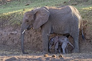 Elephant Mother and Newborn Calf
