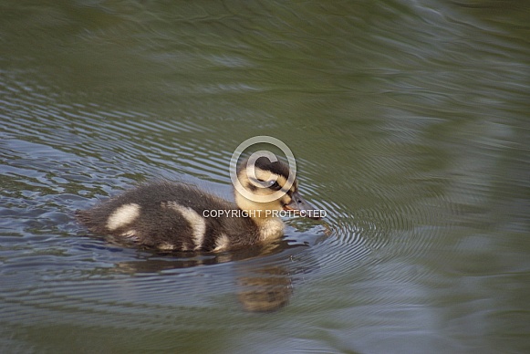 Mallard Duckling