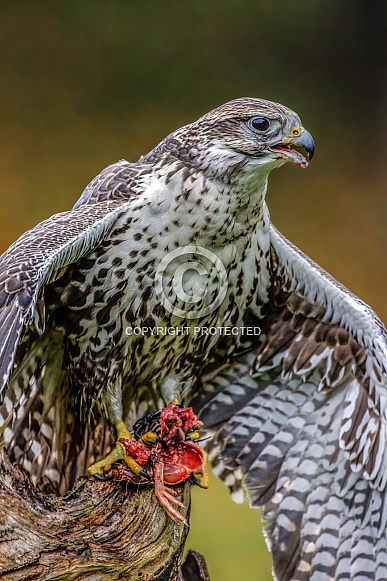 Falcon--Saker Falcon