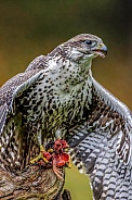 Falcon--Saker Falcon