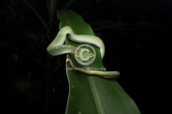 Wagler's Pit Viper