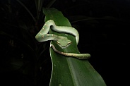 Wagler's Pit Viper