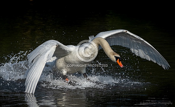 Mute Swan Mute Swan