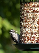 Female Downy Woodpecker Feeding on Peanuts