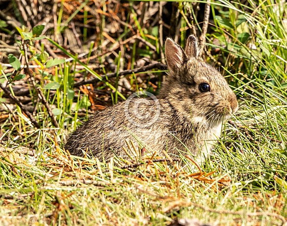 Baby rabbit