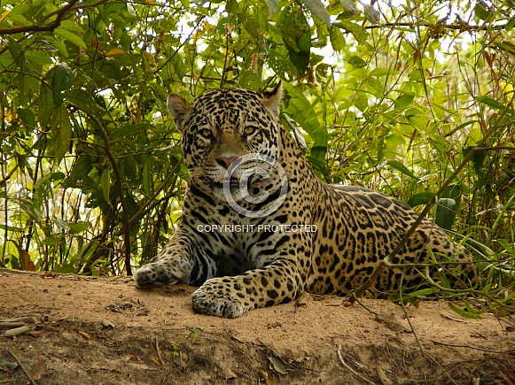Jaguar
