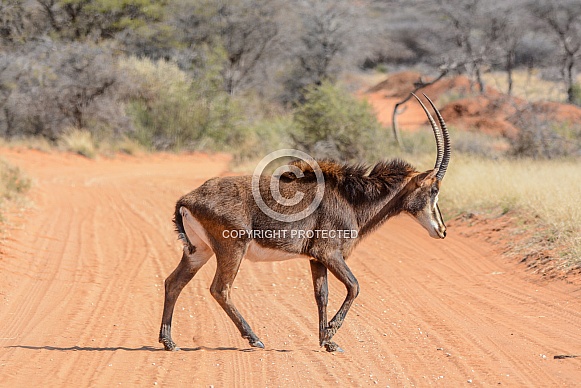 Sable bull crossing a dirt track