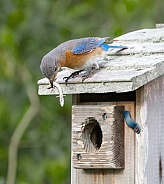 Male Eastern bluebird - Sialia sialis - flying away from nesting box with wings fully open and extended with baby bird fecal sac in its mouth.  Removing from box to clean it