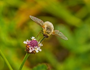 Bombylius major parasitic bee fly on frog fruit Phyla nodiflora