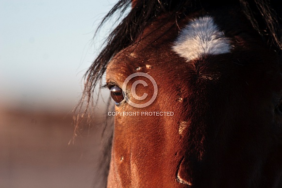 Wild Horse—Steens Mountains Oregon Wild Horse—Steens Mountains Oregon