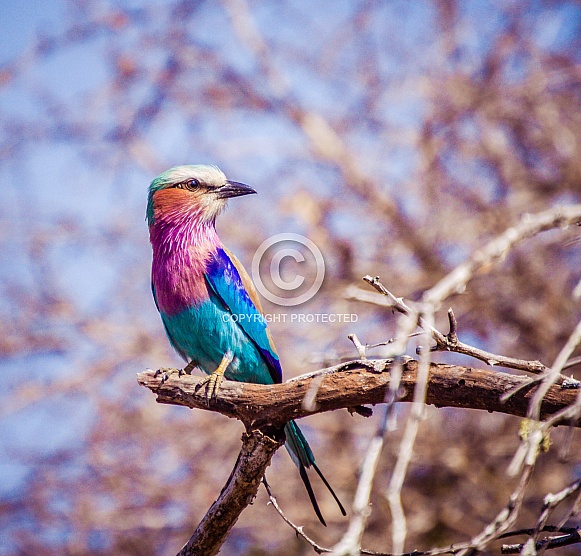 Lilac Breasted Roller Lilac Breasted Roller