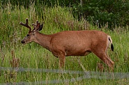 Mule Deer Buck with Antlers