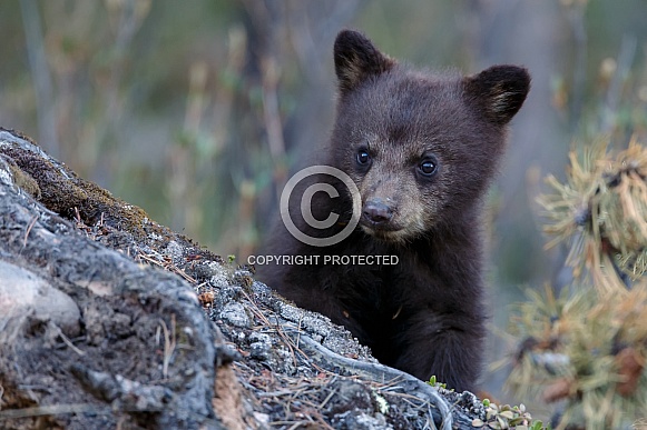 Black Bear and cubs