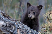 Black Bear and cubs