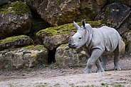 White rhinoceros calf