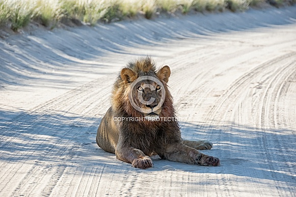 Black-maned Kalahari Lion Black-maned Kalahari Lion