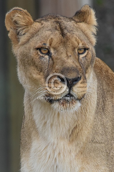 African Lioness