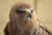 Tawny Eagle