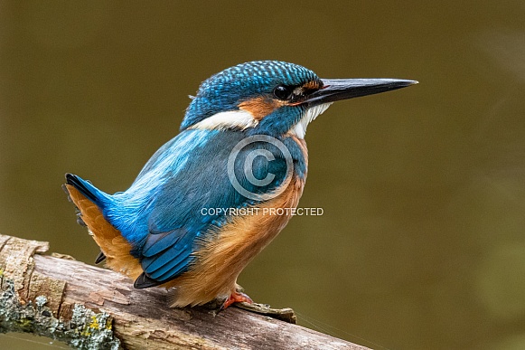 Male Kingfisher Male Kingfisher