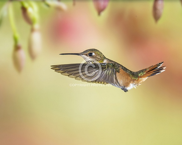 Immature Male Rufous Hummingbird in Flight