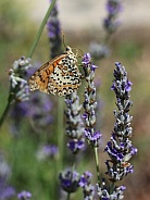 Orange Fritillary Butterfly