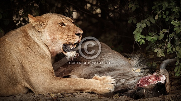 African lion portrait