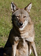 Red Wolf