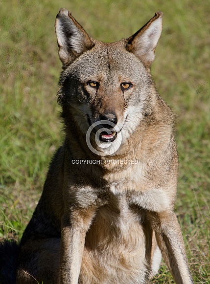 Red Wolf