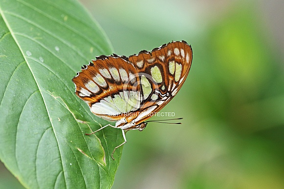 Malachite Butterfly