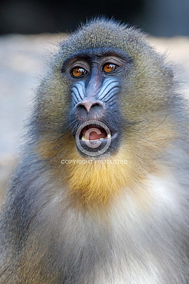 Mandrill (Mandrillus sphinx) Mandrill (Mandrillus sphinx)