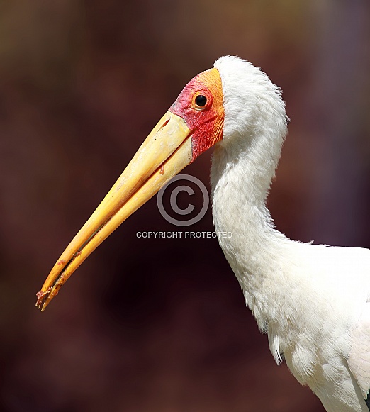 Yellow-Billed Stork Yellow-Billed Stork