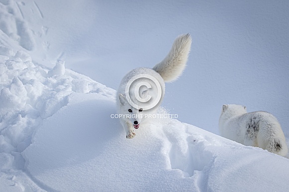 Arctic Fox in heavy snow