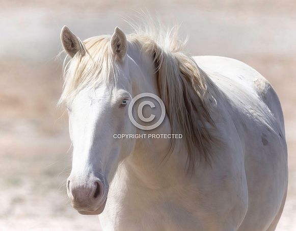 Wild Horse— Onaqui Mountains, Utah Wild Horse— Onaqui Mountains, Utah