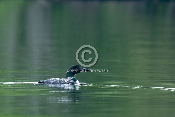 Common Loon (Gavia immer)