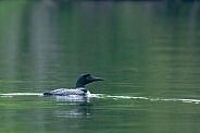 Common Loon (Gavia immer)