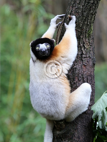 Crowned Sifaka (Propithecus coronatus) Crowned Sifaka (Propithecus coronatus)