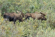 The reindeer or caribou (Rangifer tarandus)