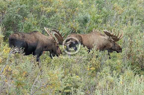 The reindeer or caribou (Rangifer tarandus) The reindeer or caribou (Rangifer tarandus)