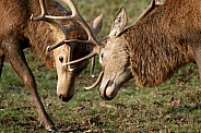 Red Deer stags rutting