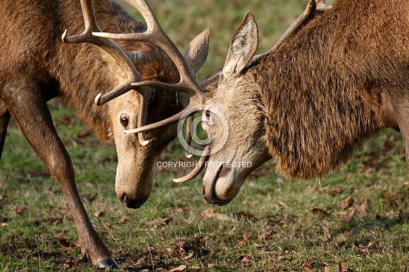 Red Deer stags rutting