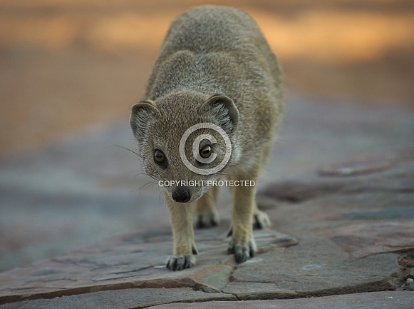 Yellow Mongoose Yellow Mongoose