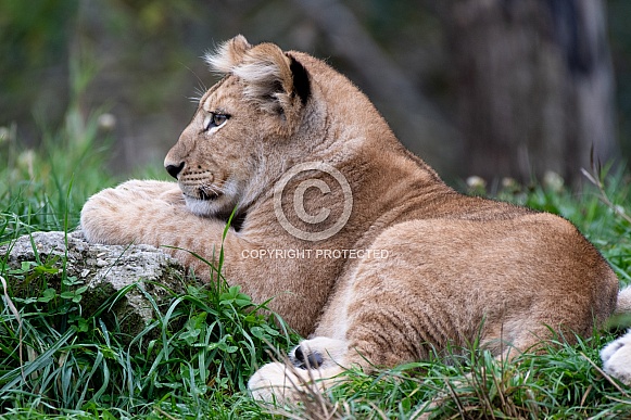 Lion Lion