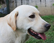 Yellow Labrador Retriever Portrait